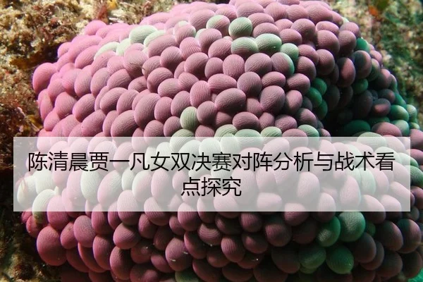 陈清晨贾一凡女双决赛对阵分析与战术看点探究
